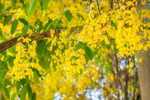 Beautiful of cassia tree, golden shower tree. Yellow Cassia fistula flowers on a tree in spring. Cassia fistula, known as the golden rain tree, national flower of Thailand photo