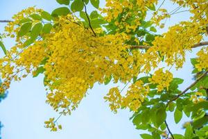 Beautiful of cassia tree, golden shower tree. Yellow Cassia fistula flowers on a tree in spring. Cassia fistula, known as the golden rain tree, national flower of Thailand photo