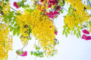 hermoso árbol de casia, árbol de lluvia dorada. flores amarillas de la fístula de casia en un árbol en primavera. fístula de casia, conocida como el árbol de la lluvia dorada, flor nacional de tailandia foto