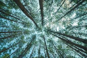 Bottom view of tall old trees in evergreen primeval forest of Da Lat. View of the tops of the pine trees in winter forest from the ground. Bottom View Wide Angle Background. photo