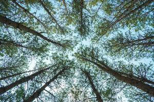 Bottom view of tall old trees in evergreen primeval forest of Da Lat. View of the tops of the pine trees in winter forest from the ground. Bottom View Wide Angle Background. photo