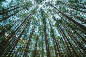 Bottom view of tall old trees in evergreen primeval forest of Da Lat. View of the tops of the pine trees in winter forest from the ground. Bottom View Wide Angle Background. photo