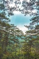 Healthy green trees in a pine forest of old spruce, fir and pine trees in wilderness of a national park. Sustainable industry, ecosystem and healthy environment concepts and background. photo