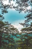 Healthy green trees in a pine forest of old spruce, fir and pine trees in wilderness of a national park. Sustainable industry, ecosystem and healthy environment concepts and background. photo