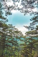 árboles verdes sanos en un bosque de pinos de viejos abetos, abetos y pinos en el desierto de un parque nacional. conceptos y antecedentes de la industria sostenible, el ecosistema y el medio ambiente saludable. foto