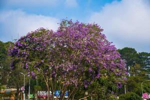 Violet colored leaves of the Jacaranda Mimosifolia, a sub-tropical tree native to Da Lat. Bignoniaceae adorn the summer landscape with ethereal beauty. photo