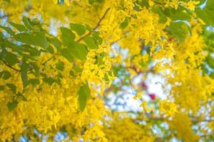 Beautiful of cassia tree, golden shower tree. Yellow Cassia fistula flowers on a tree in spring. Cassia fistula, known as the golden rain tree, national flower of Thailand photo