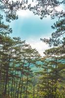 árboles verdes sanos en un bosque de pinos de viejos abetos, abetos y pinos en el desierto de un parque nacional. conceptos y antecedentes de la industria sostenible, el ecosistema y el medio ambiente saludable. foto