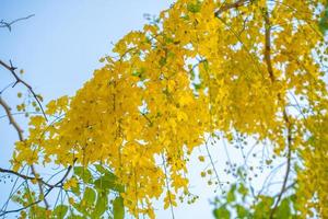 Beautiful of cassia tree, golden shower tree. Yellow Cassia fistula flowers on a tree in spring. Cassia fistula, known as the golden rain tree, national flower of Thailand photo