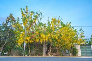 Beautiful of cassia tree, golden shower tree. Yellow Cassia fistula flowers on a tree in spring. Cassia fistula, known as the golden rain tree, national flower of Thailand photo