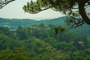 Beautiful landscape of pine jungle in morning, group of pine tree rise in fresh air, green view in forest, grass cover trees trunk, nice landscape for Dalat travel in Vietnam photo