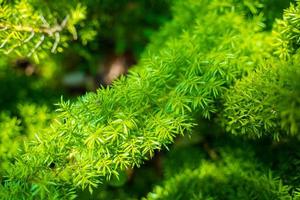 Foxtail fern, Asparagus densiflorus, herbaceous perennial plant , Foxtail fern leaves selective focus with blurred background. photo