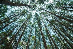 Bottom view of tall old trees in evergreen primeval forest of Da Lat. View of the tops of the pine trees in winter forest from the ground. Bottom View Wide Angle Background. photo