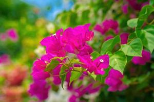 Close up view of Bougainvillea glabra, the lesser bougainvillea or paperflower, is the most common species of bougainvillea. Pink flowers photo