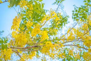 Beautiful of cassia tree, golden shower tree. Yellow Cassia fistula flowers on a tree in spring. Cassia fistula, known as the golden rain tree, national flower of Thailand photo