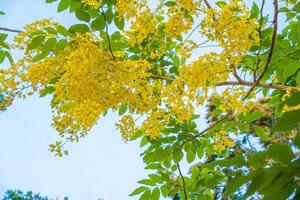 Beautiful of cassia tree, golden shower tree. Yellow Cassia fistula flowers on a tree in spring. Cassia fistula, known as the golden rain tree, national flower of Thailand photo