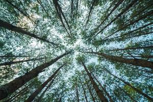 Bottom view of tall old trees in evergreen primeval forest of Da Lat. View of the tops of the pine trees in winter forest from the ground. Bottom View Wide Angle Background. photo