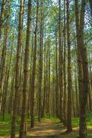 Bottom view of tall old trees in evergreen primeval forest of Da Lat. View of the tops of the pine trees in winter forest from the ground. Bottom View Wide Angle Background. photo