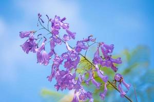 Violet colored leaves of the Jacaranda Mimosifolia, a sub-tropical tree native to Da Lat. Bignoniaceae adorn the summer landscape with ethereal beauty. photo