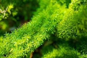 Foxtail fern, Asparagus densiflorus, herbaceous perennial plant , Foxtail fern leaves selective focus with blurred background. photo