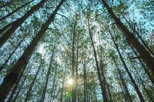 Bottom view of tall old trees in evergreen primeval forest of Da Lat. View of the tops of the pine trees in winter forest from the ground. Bottom View Wide Angle Background. photo