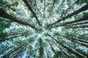 Bottom view of tall old trees in evergreen primeval forest of Da Lat. View of the tops of the pine trees in winter forest from the ground. Bottom View Wide Angle Background. photo