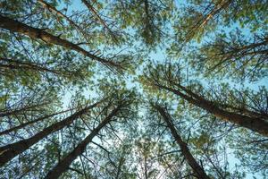 Bottom view of tall old trees in evergreen primeval forest of Da Lat. View of the tops of the pine trees in winter forest from the ground. Bottom View Wide Angle Background. photo