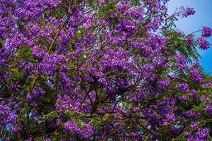 Violet colored leaves of the Jacaranda Mimosifolia, a sub-tropical tree native to Da Lat. Bignoniaceae adorn the summer landscape with ethereal beauty. photo