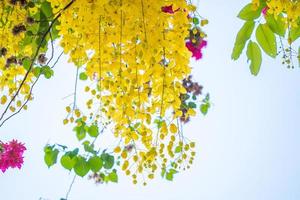 hermoso árbol de casia, árbol de lluvia dorada. flores amarillas de la fístula de casia en un árbol en primavera. fístula de casia, conocida como el árbol de la lluvia dorada, flor nacional de tailandia foto