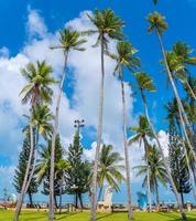 fondo de verano con cocoteros y tono cálido al atardecer. hermosa palmera de coco en el fondo del día soleado. viajes tropicales verano playa vacaciones foto