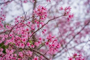 Colorful blossoms bloom in small village before Tet Festival, Vietnam Lunar Year. Peach flower, the symbol of Vietnamese lunar new year photo