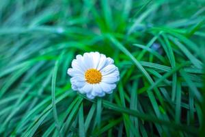 de cerca en el campo de margaritas blancas bajo la luz del sol de la mañana. hermosa flor de margarita blanca sobre hierba verde. concepto de frescura. florecimiento de margaritas. margarita de ojo de buey, leucanthemum vulgare foto