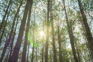 Bottom view of tall old trees in evergreen primeval forest of Da Lat. View of the tops of the pine trees in winter forest from the ground. Bottom View Wide Angle Background. photo