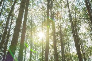Bottom view of tall old trees in evergreen primeval forest of Da Lat. View of the tops of the pine trees in winter forest from the ground. Bottom View Wide Angle Background. photo