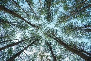 Bottom view of tall old trees in evergreen primeval forest of Da Lat. View of the tops of the pine trees in winter forest from the ground. Bottom View Wide Angle Background. photo