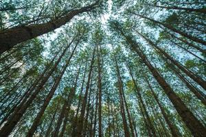 Bottom view of tall old trees in evergreen primeval forest of Da Lat. View of the tops of the pine trees in winter forest from the ground. Bottom View Wide Angle Background. photo