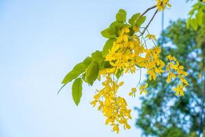 Beautiful of cassia tree, golden shower tree. Yellow Cassia fistula flowers on a tree in spring. Cassia fistula, known as the golden rain tree, national flower of Thailand photo