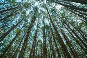 Bottom view of tall old trees in evergreen primeval forest of Da Lat. View of the tops of the pine trees in winter forest from the ground. Bottom View Wide Angle Background. photo