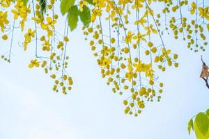 Beautiful of cassia tree, golden shower tree. Yellow Cassia fistula flowers on a tree in spring. Cassia fistula, known as the golden rain tree, national flower of Thailand photo