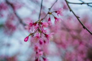 Colorful blossoms bloom in small village before Tet Festival, Vietnam Lunar Year. Peach flower, the symbol of Vietnamese lunar new year photo