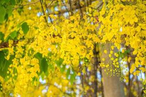 Beautiful of cassia tree, golden shower tree. Yellow Cassia fistula flowers on a tree in spring. Cassia fistula, known as the golden rain tree, national flower of Thailand photo