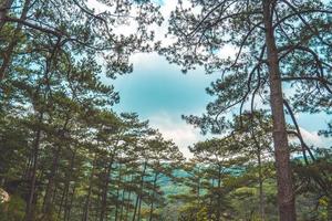 árboles verdes sanos en un bosque de pinos de viejos abetos, abetos y pinos en el desierto de un parque nacional. conceptos y antecedentes de la industria sostenible, el ecosistema y el medio ambiente saludable. foto