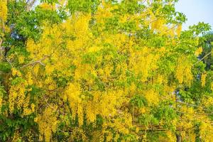 Beautiful of cassia tree, golden shower tree. Yellow Cassia fistula flowers on a tree in spring. Cassia fistula, known as the golden rain tree, national flower of Thailand photo