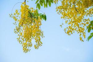 Beautiful of cassia tree, golden shower tree. Yellow Cassia fistula flowers on a tree in spring. Cassia fistula, known as the golden rain tree, national flower of Thailand photo