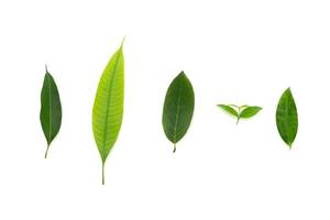 difference leaf shape on the white background. Clipping path. photo