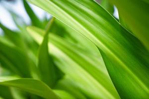 verde primer plano naturaleza hoja grande en estado de ánimo relajante y tono con curva suave y línea en el borde de la hoja. foto