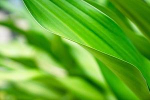 verde primer plano naturaleza hoja grande en estado de ánimo relajante y tono con curva suave y línea en el borde de la hoja. foto