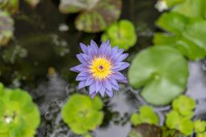 flor de loto púrpura violeta, rosa y amarillo. foto