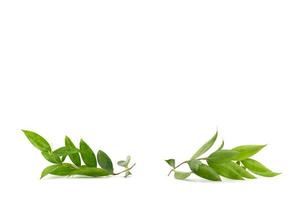 Isolated leaves and branches are laid on the white background in studio light photo