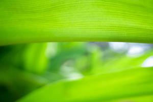 Green close up nature large leaf in relaxing mood and tone with smooth curve and line on rim of leaf. photo